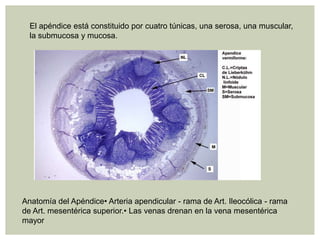 El apéndice está constituido por cuatro túnicas, una serosa, una muscular,
la submucosa y mucosa.

Anatomía del Apéndice• Arteria apendicular - rama de Art. Ileocólica - rama
de Art. mesentérica superior.• Las venas drenan en la vena mesentérica
mayor

 