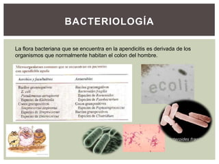 BACTERIOLOGÍA
La flora bacteriana que se encuentra en la apendicitis es derivada de los
organismos que normalmente habitan el colon del hombre.

 