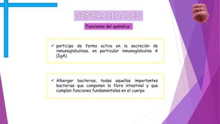 Funciones del apéndice:
 participa de forma activa en la secreción de
inmunoglobulinas, en particular inmunoglobulina A
(IgA)
 Albergar bacterias, todas aquellas importantes
bacterias que componen la flora intestinal y que
cumplen funciones fundamentales en el cuerpo
 