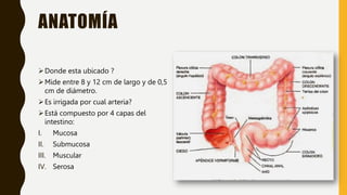 ANATOMÍA
Donde esta ubicado ?
Mide entre 8 y 12 cm de largo y de 0,5
cm de diámetro.
Es irrigada por cual arteria?
Está compuesto por 4 capas del
intestino:
I. Mucosa
II. Submucosa
III. Muscular
IV. Serosa
 