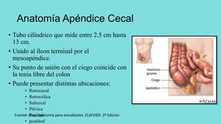 APENDICITIS AGUDA ANATOM A T CNICA QUIR RGICA pptx