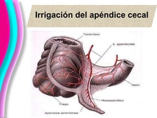 Irrigación del apéndice cecal
 