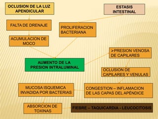 OCLUSION DE LA LUZ                               ESTASIS
   APENDICULAR                                 INTESTINAL


 FALTA DE DRENAJE
                       PROLIFERACION
                       BACTERIANA
 ACUMULACION DE
     MOCO
                                               PRESION VENOSA
                                               DE CAPILARES
            AUMENTO DE LA
         PRESION INTRALUMINAL
                                           OCLUSION DE
                                           CAPILARES Y VENULAS


       MUCOSA ISQUEMICA            CONGESTION – INFLAMACION
     INVADIDA POR BACTERIAS        DE LAS CAPAS DEL APÉNDICE


        ABSORCION DE          FIEBRE – TAQUICARDIA - LEUCOCITOSIS
           TOXINAS
 