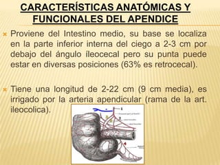 CARACTERÍSTICAS ANATÓMICAS Y
        FUNCIONALES DEL APENDICE
   Proviene del Intestino medio, su base se localiza
    en la parte inferior interna del ciego a 2-3 cm por
    debajo del ángulo íleocecal pero su punta puede
    estar en diversas posiciones (63% es retrocecal).

   Tiene una longitud de 2-22 cm (9 cm media), es
    irrigado por la arteria apendicular (rama de la art.
    ileocolica).
 