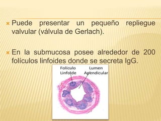    Puede presentar un pequeño repliegue
    valvular (válvula de Gerlach).

   En la submucosa posee alrededor de 200
    folículos linfoides donde se secreta IgG.
 