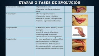 ETAPAS O FASES DE EVOLUCIÓN
 