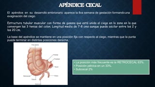 El apéndice en su desarrollo embrionario aparece la 8va semana de gestación formandouna
evaginación del ciego.
Estructura tubular muscular con forma de gusano que está unida al ciego en la zona en la que
convergen las 3 tenias del colon. Longitud media de 7-8 cms aunque puede oscilar entre los 2 y
los 20 cm.
La base del apéndice se mantiene en una posición fija con respecto al ciego, mientras que la punta
puede terminar en distintas posiciones derecha.
APÉNDICE CECAL
• La posición más frecuente es la RETROCECAL 63%.
• Posición pélvica en un 33%.
• Subcecal 2%
 