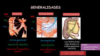 Vena apendicular
Vena ileocólica
Vena mesentérica
superior
AMS
R.IC
A.A
Arteria apendicular
rama de Art. Ileocólica
rama de Art. mesentérica
superior
VA
VMS
V.IC
Los linfáticos del
ciego drenan a la
cadena ganglionar
ileocólica
Los nervios vienen del plexo solar
por el plexo mesentérico superior.
FUNCIÓN:
 Albergar flora intestinal.
 Producción de IgA
 