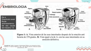 EMBRIOLOGIA
6ta w
Divertículo cecal
Borde
antimesenterico
del asa caudal
del intestino 1/2
 