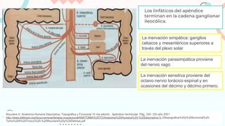 Los linfáticos del apéndice
terminan en la cadena ganglionar
ileocólica.
La inervación simpática: ganglios
celiacos y mesentéricos superiores a
través del plexo solar
La inervación parasimpática proviene
del nervio vago
La inervación sensitiva proviene del
octavo nervio torácico espinal y en
ocasiones del décimo y décimo primero.
Rouviere H. Anatomía Humana Descriptiva, Topográfica y Funcional 10 ma edición . Apéndice Vermicular. Pág. 330- 333 año 2001
http://www.bibliopsi.org/docs/carreras/terapia-ocupacional/ANATOMIA%20TO/Anatomia%20Humana%20-%20Descriptiva,% 20topografica%20y%20funcional%20-
Tomo%20II%20Tronco%20-%20Rouviere%20y%20Delmas.pdf
 