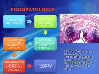  La alimentación baja en
fibra y alta en
carbohidratos aumenta
la presión en el ciego
por exceso de gas y las
características de las
heces.
DISTENCION
DEL ORGANO
FIBRAS
NERVIOSAS
AFERENTES
VISCERALES
ANOREXIA
DOLOR DIFUSO
DISMINUYE
PERISTALSIS
OCLUSION DE
CAPILARES,
LINFATICOS Y
VENULAS
INGURGITACION
EDEMA Y
CONGESTION
VASCULAR
NAUSEAS Y
VOMITOS
 