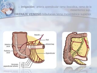  irrigación: arteria apendicular rama ileocolica, rama de la
mesenterica sup..
DRENAJE VENOSO tributarias Vena mesentéric...