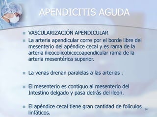  VASCULARIZACIÓN APENDICULAR
 La arteria apendicular corre por el borde libre del
mesenterio del apéndice cecal y es ram...