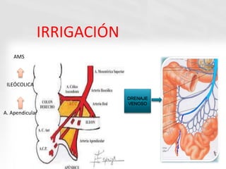 AMS
ILEÓCOLICA
A. Apendicular
IRRIGACIÓN
DRENAJE
VENOSO
 
