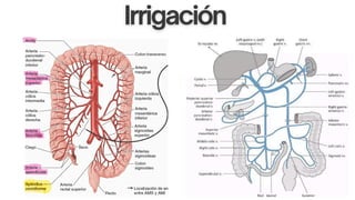 Comprehensive Overview of Appendicitis: Anatomy, Diagnosis, and ...