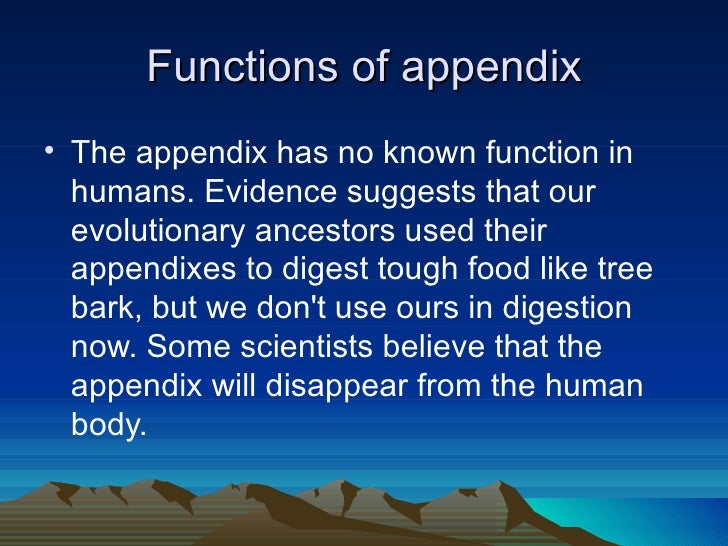 Apendix rectum anus