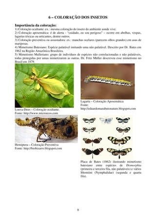 8
6 – COLORAÇÃO DOS INSETOS
Importância da coloração:
1) Coloração ocultante: ex.: mesma coloração do inseto do ambiente aonde vive.
2) Coloração aposemática: é de alerta - “cuidado, eu sou perigoso” – ocorre em abelhas, vespas,
lagartas tóxicas ou urticantes, dentre outros.
3) Coloração preventiva ou assustadora: ex.: manchas ocelares (parecem olhos grandes) em asas de
mariposas.
4) Mimetismo Batesiano: Espécie palatável imitando uma não palatável. Descrito por Dr. Bates em
1862 na Região Amazônica Brasileira.
5) Mimetismo Mulleriano: grupo de indivíduos de espécies não correlacionadas e não palatáveis,
todas protegidas por umas mimetizarem as outras. Dr. Fritz Müller descreveu esse mimetismo no
Brasil em 1879.
Louva-Deus – Coloração ocultante.
Fonte: http://www.microecos.com
Lagarta – Coloração Aposemática
Fonte:
http://eduardomarabutonature.blogspot.com
Hemiptera – Coloração Preventiva
Fonte: http://biobizarro.blogspot.com
Placa de Bates (1862) ilustrando mimetismo
batesiano entre espécies de Dismorphia
(primeira e terceira fila, não palatáveis) e vários
Ithomiini (Nymphalidae) (segunda e quarta
fila).
 