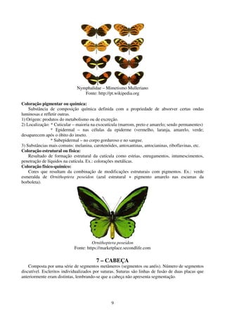 9
Nymphalidae – Mimetismo Mulleriano
Fonte: http://pt.wikipedia.org
Coloração pigmentar ou química:
Substância de composição química definida com a propriedade de absorver certas ondas
luminosas e refletir outras.
1) Origem: produtos do metabolismo ou de excreção.
2) Localização: * Cuticular – maioria na exocutícula (marrom, preto e amarelo; sendo permanentes)
* Epidermal – nas células da epiderme (vermelho, laranja, amarelo, verde;
desaparecem após o óbito do inseto.
* Subepidermal – no corpo gorduroso e no sangue.
3) Substâncias mais comuns: melanina, carotenóides, antoxantinas, antocianinas, riboflavinas, etc.
Coloração estrutural ou física:
Resultado de formação estrutural da cutícula como estrias, enrugamentos, intumescimentos,
penetração de líquidos na cutícula. Ex.: colorações metálicas.
Coloração físico-químico:
Cores que resultam da combinação de modificações estruturais com pigmentos. Ex.: verde
esmeralda de Ornithoptera poseidon (azul estrutural + pigmento amarelo nas escamas da
borboleta).
Ornithoptera poseidon
Fonte: https://marketplace.secondlife.com
7 – CABEÇA
Composta por uma série de segmentos metâmeros (segmentos ou anéis). Número de segmentos
discutível. Escleritos individualizados por suturas. Suturas são linhas de fusão de duas placas que
anteriormente eram distintas, lembrando-se que a cabeça não apresenta segmentação.
 