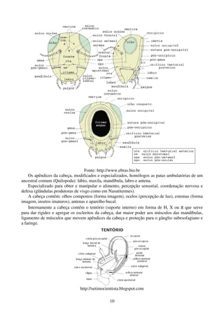 10
Fonte: http://www.ebras.bio.br
Os apêndices da cabeça, modificados e especializados, homólogos as patas ambulatórias de um
ancestral comum (Quilopoda): lábio, maxila, mandíbula, labro e antena.
Especializado para obter e manipular o alimento, percepção sensorial, coordenação nervosa e
defesa (glândulas produtoras de visgo como em Nasutitermes).
A cabeça contém: olhos compostos (forma imagem), ocelos (percepção de luz), estemas (forma
imagem, insetos imaturos), antenas e aparelho bucal.
Internamente a cabeça contém o tentório (suporte interno) em forma de H, X ou π que serve
para dar rigidez e agregar os escleritos da cabeça, dar maior poder aos músculos das mandíbulas,
ligamento de músculos que movem apêndices da cabeça e proteção para o gânglio subesofagiano e
a faringe.
http://setimocientista.blogspot.com
 