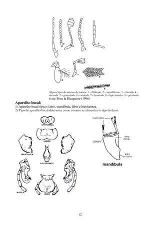 12
Alguns tipos de antenas de insetos: 1 – filiforme, 2 – moniliforme, 3 – clavada, 4 –
serreada, 5 – geniculada, 6 – aristada, 7 – lamelada, 8 – bipectinada e 9 – pectinada
Fonte: Pons & Eizaguirre (1996)
Aparelho bucal:
1) Aparelho bucal típico: labro, mandíbula, lábio e hipofaringe.
2) Tipo de aparelho bucal determina como o inseto se alimenta e o tipo de dano.
 