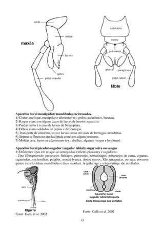13
Aparelho bucal mastigador: mandíbulas esclerosadas.
1) Cortar, mastigar, manipular o alimento (ex.: grilos, gafanhotos, baratas).
2) Raspar como em alguns casos de larvas de insetos aquáticos.
3) Predar como é o caso de larvas de Neuroptera.
4) Defesa como soldados de cupins e de formigas.
5) Transporte de alimento, ovos e larvas como em casta de formigas cortadeiras.
6) Segurar a fêmea no ato da cópula como em alguns besouros.
7) Moldar cera, barro ou excremento (ex.: abelhas, algumas vespas e besouros).
Aparelho bucal picador-sugador (sugador labial): sugar seiva ou sangue
1) Diferentes tipos em relação ao arranjo dos estiletes picadores e sugadores:
- Tipo Hemipteroide: percevejos fitófagos, percevejos hematófagos, percevejos de cama, cigarras,
cigarrinhas, cochonilhas, pulgões, mosca branca, dentre outros. São tetraquetas, ou seja, possuem
quatro estiletes (duas mandíbulas e duas maxilas). A epifaringe e a hipofaringe são atrofiadas.
Fonte: Gallo et al. 2002
Fonte: Gallo et al. 2002
 