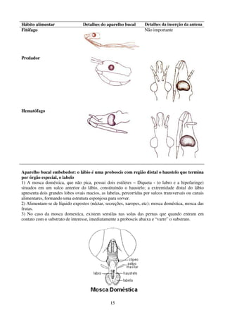 15
Hábito alimentar Detalhes do aparelho bucal Detalhes da inserção da antena
Fitófago Não importante
Predador
Hematófago
Aparelho bucal embebedor: o lábio é uma proboscis com região distal o haustelo que termina
por órgão especial, o labelo
1) A mosca doméstica, que não pica, possui dois estiletes – Diqueta - (o labro e a hipofaringe)
situados em um sulco anterior do lábio, constituindo o haustelo; a extremidade distal do lábio
apresenta dois grandes lobos ovais macios, as labelas, percorridas por sulcos transversais ou canais
alimentares, formando uma estrutura esponjosa para sorver.
2) Alimentam-se de líquido expostos (néctar, secreções, xaropes, etc): mosca doméstica, mosca das
frutas.
3) No caso da mosca domestica, existem sensilas nas solas das pernas que quando entram em
contato com o substrato de interesse, imediatamente a proboscis abaixa e “varre” o substrato.
 