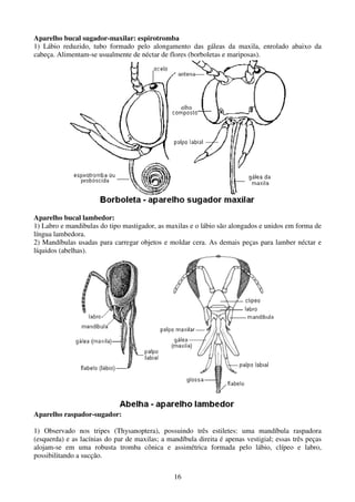 16
Aparelho bucal sugador-maxilar: espirotromba
1) Lábio reduzido, tubo formado pelo alongamento das gáleas da maxila, enrolado abaixo da
cabeça. Alimentam-se usualmente de néctar de flores (borboletas e mariposas).
Aparelho bucal lambedor:
1) Labro e mandibulas do tipo mastigador, as maxilas e o lábio são alongados e unidos em forma de
língua lambedora.
2) Mandíbulas usadas para carregar objetos e moldar cera. As demais peças para lamber néctar e
líquidos (abelhas).
Aparelho raspador-sugador:
1) Observado nos tripes (Thysanoptera), possuindo três estiletes: uma mandíbula raspadora
(esquerda) e as lacínias do par de maxilas; a mandíbula direita é apenas vestigial; essas três peças
alojam-se em uma robusta tromba cônica e assimétrica formada pelo lábio, clípeo e labro,
possibilitando a sucção.
 