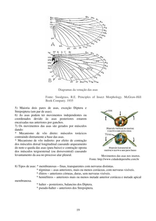 19
Diagramas da venação das asas
Fonte: Snodgrass, R.E. Principles of Insect Morphology. McGraw-Hill
Book Company. 1935
5) Maioria dois pares de asas, exceção Diptera e
Strepsiptera (um par de asas).
6) As asas podem ter movimentos independentes ou
coordenados devido às asas posteriores estarem
encaixadas nas anteriores por ganchos.
7) Os movimentos das asas são gerados por músculos
dando:
* Mecanismo de vôo direto: músculos torácicos
contraindo diretamente a base das asas.
* Mecanismo de vôo indireto: por efeito de contração
dos músculos dorsal longitudinal causando arqueamento
do noto e queda das asas (para baixo) e contração oposta
dos músculos tergoesternal (ou dorsoventral) causando
levantamento da asa no processo alar pleural. Movimentos das asas nos insetos.
Fonte: http://www.cidadedeperuibe.com.br
8) Tipos de asas: * membranosas – finas, transparentes com nervuras distintas.
* tégminas – asas anteriores, mais ou menos coriáceas, com nervuras visíveis.
* élitros – anteriores córneas, duras, sem nervuras visíveis.
* hemiélitros – anteriores mais ou menos metade anterior coriácea e metade apical
membranosa.
* halter – posteriores, balancins dos Diptera.
* pseudo-halter – anteriores dos Strepsiptera.
 
