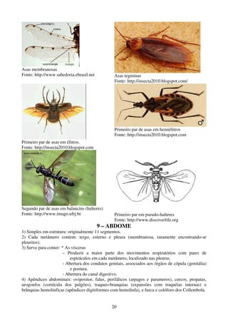20
Asas membranosas
Fonte: http://www.sabedoria.ebrasil.net Asas tegminas
Fonte: http://insecta2010.blogspot.com/
Primeiro par de asas em élitros.
Fonte: http://insecta2010.blogspot.com
Primeiro par de asas em hemiélitros
Fonte: http://insecta2010.blogspot.com
Segundo par de asas em balancins (halteres)
Fonte: http://www.imago.ufrj.br Primeiro par em pseudo-halteres
Fonte: http://www.discoverlife.org
9 – ABDOME
1) Simples em estrutura: originalmente 11 segmentos.
2) Cada metâmero contem: tergo, esterno e pleura (membranosa, raramente encontrando-se
pleuritos).
3) Serve para conter: * As vísceras
– Produzir a maior parte dos movimentos respiratórios com pares de
espiráculos em cada metâmero, localizado nas pleuras.
- Abertura dos condutos genitais, associados aos órgãos de cópula (genitália)
e postura.
- Abertura do canal digestivo.
4) Apêndices abdominais: ovipositor, falus, perifálicos (arpagos e parameros), cercos, propatas,
urogonfos (cornícula dos pulgões), traqueo-branquias (expansões com traquéias internas) e
brânquias hemolinficas (apêndices digitiformes com hemolinfa), e furca e colóforo dos Collembola.
 
