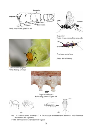 21
Fonte: http://www.geocities.ws
Ovipositor
Fonte: /www.entomology.umn.edu
Cornículas em pulgões
Fonte: Sanjay Acharya
Cercos em tesourinha
Fonte: Vivaterra.org
Propatas em lagarta
Fonte: http://www.colpos.mx
(a) 1 = colóforo (tubo ventral) e 2 = furca (orgão saltador) em Collembola. (b) filamentos
abdominais em Thysanura.
Fonte: http://ocwus.us.es/produccion-vegetal
 