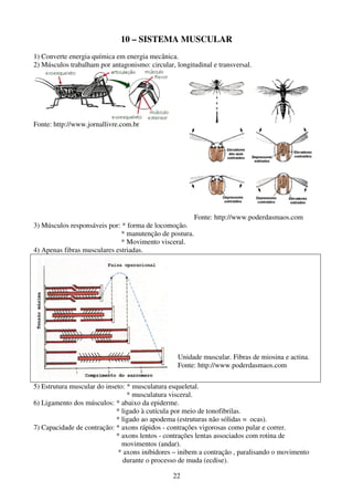 22
10 – SISTEMA MUSCULAR
1) Converte energia química em energia mecânica.
2) Músculos trabalham por antagonismo: circular, longitudinal e transversal.
Fonte: http://www.jornallivre.com.br
Fonte: http://www.poderdasmaos.com
3) Músculos responsáveis por: * forma de locomoção.
* manutenção de postura.
* Movimento visceral.
4) Apenas fibras musculares estriadas.
Unidade muscular. Fibras de miosina e actina.
Fonte: http://www.poderdasmaos.com
5) Estrutura muscular do inseto: * musculatura esqueletal.
* musculatura visceral.
6) Ligamento dos músculos: * abaixo da epiderme.
* ligado à cutícula por meio de tonofibrilas.
* ligado ao apodema (estruturas não sólidas = ocas).
7) Capacidade de contração: * axons rápidos - contrações vigorosas como pular e correr.
* axons lentos - contrações lentas associados com rotina de
movimentos (andar).
* axons inibidores – inibem a contração , paralisando o movimento
durante o processo de muda (ecdise).
 
