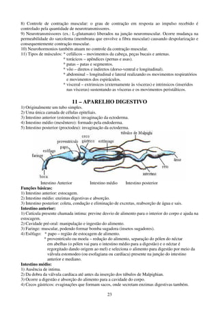 23
8) Controle de contração muscular: o grau de contração em resposta ao impulso recebido é
controlado pela quantidade de neurotransmissores.
9) Neurotransmissores (ex.: L-glutamato) liberados na junção neuromuscular. Ocorre mudança na
permeabilidade do sarcolema (membrana que envolve a fibra muscular) causando despolarização e
consequentemente contração muscular.
10) Neurohormonios também atuam no controle da contração muscular.
11) Tipos de músculos: * cefálicos – movimentos da cabeça, peças bucais e antenas.
* torácicos – apêndices (pernas e asas).
* patas – patas e segmentos.
* vôo – diretos e indiretos (dorso-ventral e longitudinal).
* abdominal – longitudinal e lateral realizando os movimentos respiratórios
e movimentos dos espiráculos.
* visceral – extrinsicos (externamente às vísceras) e intrinsicos (inseridos
nas vísceras) sustentando as vísceras e os movimentos peristálticos.
11 – APARELHO DIGESTIVO
1) Originalmente um tubo simples.
2) Uma única camada de células epiteliais.
3) Intestino anterior (estomodeu): invaginação da ectoderma.
4) Intestino médio (mesêntero): formado pela endoderma.
5) Intestino posterior (proctodeu): invaginação da ectoderma.
Intestino Anterior Intestino médio Intestino posterior
Funções básicas:
1) Intestino anterior: estocagem.
2) Intestino médio: enzimas digestivas e absorção.
3) Intestino posterior: coleta, condução e eliminação de excretas, reabsorção de água e sais.
Intestino anterior:
1) Cutícula presente chamada intima: previne desvio de alimento para o interior do corpo e ajuda na
estocagem.
2) Cavidade pré-oral: manipulação e ingestão do alimento.
3) Faringe: muscular, podendo formar bomba sugadora (insetos sugadores).
4) Esôfago: * papo – região de estocagem de alimento.
* proventrículo ou moela – redução do alimento, separação do pólen do néctar
em abelhas (o pólen vai para o intestino médio para a digestão) e o néctar é
regorgitado dando origem ao mel) e seleciona o alimento para digestão por meio da
válvula estomodeo (ou esofagiana ou cardíaca) presente na junção do intestino
anterior e mediano.
Intestino médio:
1) Ausência de intima.
2) Da dobra da válvula cardíaca até antes da inserção dos túbulos de Malpighian.
3) Ocorre a digestão e absorção do alimento para a cavidade do corpo.
4) Cecos gástricos: evaginações que formam sacos, onde secretam enzimas digestivas também.
 