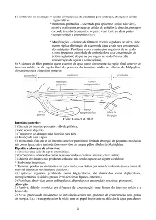 24
5) Ventrículo ou estomago: * células diferenciadas da epiderme para secreção, absorção e células
regenerativas.
* membrana peritrófica – secretada pela epiderme (tecido não vivo),
envolve o alimento, protege as células do epitélio da abrasão, protege o
corpo de invasão de parasitos, separa o ventrículo em duas partes
(ectoperitrófico e endoperitrófico).
* Modificações – câmaras de filtro em insetos sugadores de seiva, onde
ocorre rápida eliminação de excesso de água e sais para concentração
dos nutrientes. Problema maior com insetos sugadores de seiva do
xilema (pequena quantidade de aminoácidose alta concentração de
ácidos orgânicos) do que os que sugam seiva do floema (alta
concentração de açúcar e aminoácidos).
6) A câmara de filtro permite que o excesso de água passe diretamente da região final anterior do
intestino médio ou da região final do posterior do intestino médio ou túbulos de Malpighian,
diretamente para o intestino posterior.
Fonte: Gallo et al. 2002
Intestino posterior:
1) Entrada do intestino posterior: válvula pilórica.
2) Não ocorre digestão.
3) Transporte de alimento não digerido para fora
4) Balanço de sais e água.
5) Intima mais fina que o do intestino anterior permitindo limitada absorção de pequenas moléculas
tais como água, sais e aminoácidos removidos do sangue pêlos túbulos de Malpighian.
Digestão e absorção de alimentos:
1) Envolve uma série de ações enzimáticas.
2) Carboidratos: absorvidos como monossacarídeos (enzima: amilase, entre outras).
3) Maioria dos insetos não produzem celulase, não sendo capazes de digerir a celulose:
* Simbiontes intestinais.
* Térmitas: perdem os simbiontes em cada muda, mas obtém por meio de trofaloxia (troca mutua de
material alimentar parcialmente digeridos).
4) Lipídeos: ingeridos geralmente como triglicerídeos, são absorvidos como diglicerídeos,
monoglicerídeos ou ácidos graxos livres (enzimas: lípases, esterases).
5) Proteínas: absorvidas como polipeptídeos, dipeptídeos e aminoacidos (enzimas: proteases).
Absorção:
1) Passiva: difusão osmótica por diferença de concentração entre lúmen do intestino médio e a
hemolinfa.
2) Ativa: processo de movimento de substâncias contra um gradiente de concentração com gastos
de energia. Ex.: o transporte ativo de sódio tem um papel importante na difusão da água para dentro
 