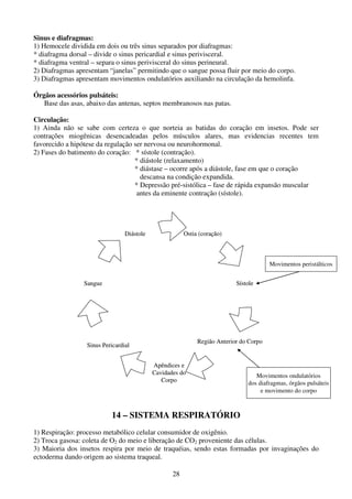 28
Sinus e diafragmas:
1) Hemocele dividida em dois ou três sinus separados por diafragmas:
* diafragma dorsal – divide o sinus pericardial e sinus perivisceral.
* diafragma ventral – separa o sinus perivisceral do sinus perineural.
2) Diafragmas apresentam “janelas” permitindo que o sangue possa fluir por meio do corpo.
3) Diafragmas apresentam movimentos ondulatórios auxiliando na circulação da hemolinfa.
Órgãos acessórios pulsáteis:
Base das asas, abaixo das antenas, septos membranosos nas patas.
Circulação:
1) Ainda não se sabe com certeza o que norteia as batidas do coração em insetos. Pode ser
contrações miogênicas desencadeadas pelos músculos alares, mas evidencias recentes tem
favorecido a hipótese da regulação ser nervosa ou neurohormonal.
2) Fases do batimento do coração: * sístole (contração).
* diástole (relaxamento)
* diástase – ocorre após a diástole, fase em que o coração
descansa na condição expandida.
* Depressão pré-sistólica – fase de rápida expansão muscular
antes da eminente contração (sístole).
14 – SISTEMA RESPIRATÓRIO
1) Respiração: processo metabólico celular consumidor de oxigênio.
2) Troca gasosa: coleta de O2 do meio e liberação de CO2 proveniente das células.
3) Maioria dos insetos respira por meio de traquéias, sendo estas formadas por invaginações do
ectoderma dando origem ao sistema traqueal.
Ostia (coração)
Sístole
Região Anterior do Corpo
Apêndices e
Cavidades do
Corpo
Sinus Pericardial
Sangue
Diástole Ostia (coração)
Sístole
Região Anterior do Corpo
Apêndices e
Cavidades do
Corpo
Sinus Pericardial
Sangue
Diástole
Movimentos ondulatórios
dos diafragmas, órgãos pulsáteis
e movimento do corpo
Movimentos peristálticos
 