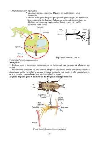 29
4) Abertura traqueal:* espiráculos.
* variam em número, geralmente 10 pares: um metatorácico e nove
abdominais.
* Local de maior perda de água – para prevenir perda de água, há presença de
lábios ou conchas de abertura e fechamento nos espiráculos assistidos por
glândulas associadas que produzem lubrificantes e cera para melhor
vedamento destes lábios.
Fonte: http://www.biomania.com.br
http://www.biomania.com.br
Traquéias:
1) Continuo com o tegumento, ramificando-se em tubos cada vez menores até chegarem aos
tecidos.
2) São circulares compostas de uma camada de epitélio celular que secreta uma intima quitinosa
denominada tenídia (taenidia), sendo esta de forma espiralada para manter o tubo traqueal aberto,
ou seja, que não ocorra colapso (uma parede se colando a outra).
Esquema do plano geral de distribuição das traquéias no corpo do inseto:
Fonte: http://julioramos02.blogspot.com
 
