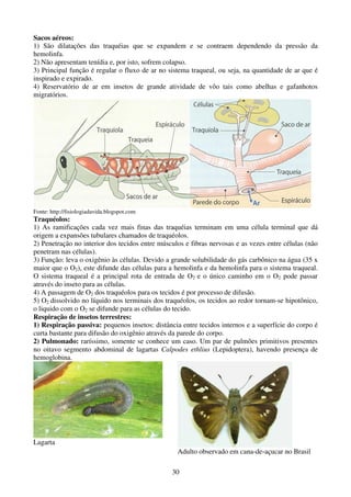 30
Sacos aéreos:
1) São dilatações das traquéias que se expandem e se contraem dependendo da pressão da
hemolinfa.
2) Não apresentam tenídia e, por isto, sofrem colapso.
3) Principal função é regular o fluxo de ar no sistema traqueal, ou seja, na quantidade de ar que é
inspirado e expirado.
4) Reservatório de ar em insetos de grande atividade de vôo tais como abelhas e gafanhotos
migratórios.
Fonte: http://fisiologiadavida.blogspot.com
Traquéolos:
1) As ramificações cada vez mais finas das traquéias terminam em uma célula terminal que dá
origem a expansões tubulares chamados de traquéolos.
2) Penetração no interior dos tecidos entre músculos e fibras nervosas e as vezes entre células (não
penetram nas células).
3) Função: leva o oxigênio às células. Devido a grande solubilidade do gás carbônico na água (35 x
maior que o O2), este difunde das células para a hemolinfa e da hemolinfa para o sistema traqueal.
O sistema traqueal é a principal rota de entrada de O2 e o único caminho em o O2 pode passar
através do inseto para as células.
4) A passagem de O2 dos traquéolos para os tecidos é por processo de difusão.
5) O2 dissolvido no líquido nos terminais dos traquéolos, os tecidos ao redor tornam-se hipotônico,
o liquido com o O2 se difunde para as células do tecido.
Respiração de insetos terrestres:
1) Respiração passiva: pequenos insetos: distância entre tecidos internos e a superfície do corpo é
curta bastante para difusão do oxigênio através da parede do corpo.
2) Pulmonado: raríssimo, somente se conhece um caso. Um par de pulmões primitivos presentes
no oitavo segmento abdominal de lagartas Calpodes ethlius (Lepidoptera), havendo presença de
hemoglobina.
Lagarta
Adulto observado em cana-de-açucar no Brasil
 