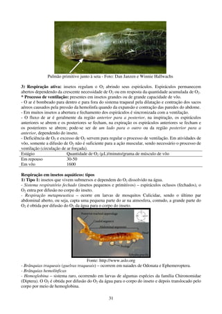 31
Pulmão primitivo junto à seta - Foto: Dan Janzen e Winnie Hallwachs
3) Respiração ativa: insetos regulam o O2 abrindo seus espiráculos. Espiráculos permanecem
abertos dependendo da crescente necessidade de O2 ou em resposta da quantidade acumulada de O2.
* Processo de ventilação: presentes em insetos grandes ou de grande capacidade de vôo.
- O ar é bombeado para dentro e para fora do sistema traqueal pela dilatação e contração dos sacos
aéreos causados pela pressão da hemolinfa quando da expansão e contração das paredes do abdome.
- Em muitos insetos a abertura e fechamento dos espiráculos é sincronizada com a ventilação.
- O fluxo de ar é geralmente da região anterior para a posterior, na inspiração, os espiráculos
anteriores se abrem e os posteriores se fecham, na expiração os espiráculos anteriores se fecham e
os posteriores se abrem; pode-se ser de um lado para o outro ou da região posterior para a
anterior, dependendo do inseto.
- Deficiência de O2 e excesso de O2 servem para regular o processo de ventilação. Em atividades de
vôo, somente a difusão de O2 não é suficiente para a ação muscular, sendo necessário o processo de
ventilação (circulação de ar forçada).
Estágio Quantidade de O2 (µL)/minuto/grama de músculo de vôo
Em repouso 30-50
Em vôo 1600
Respiração em insetos aquáticos: tipos
1) Tipo 1: insetos que vivem submersos e dependem do O2 dissolvido na água.
- Sistema respiratório fechado (insetos pequenos e primitivos) – espiráculos oclusos (fechados), o
O2 entra por difusão no corpo do inseto.
- Respiração metapneustica – ocorre em larvas de mosquitos Culicidae, sendo o último par
abdominal aberto, ou seja, capta uma pequena parte do ar na atmosfera, contudo, a grande parte do
O2 é obtida por difusão do O2 da água para o corpo do inseto.
Fonte: http://www.aslo.org
- Brânquias traqueais (guelras traqueais) – ocorrem em naiades de Odonata e Ephemeroptera.
- Brânquias hemolínficas
- Hemoglobina – sistema raro, ocorrendo em larvas de algumas espécies da família Chironomidae
(Diptera). O O2 é obtida por difusão do O2 da água para o corpo do inseto e depois translocado pelo
corpo por meio de hemoglobina.
 