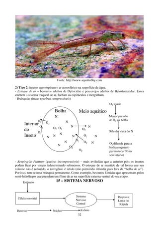 32
Fonte: http://www.aquahobby.com
2) Tipo 2: insetos que respiram o ar atmosférico na superfície da água.
- Estoque de ar – besouros adultos de Dytiscidae e percevejos adultos de Belostomatidae. Esses
enchem o sistema traqueal de ar, fecham os espiráculos e mergulham.
- Brânquias físicas (guelras compressíveis)
- Respiração Plastron (guelras incompressíveis) – mais evoluídas que a anterior pois os insetos
podem ficar por tempo indeterminado submersos. O estoque de ar mantido de tal forma que seu
volume não é reduzido, o nitrogênio é retido (não permitido difundir para fora da “bolha de ar”).
Por isso, tem-se uma brânquia permanente. Como exemplo, besouros Elmidae que apresentam pelos
semi-hidrófugos que prendem um filme de ar na superfície externa ventral do seu corpo.
15 – SISTEMA NERVOSO
O2
Interior
do
Inseto
O2
O2
O2 O2
Bolha
O2
N
O2
O2
O2
O2
O2
O2
Meio aquático
N
N
N
N
N
N
N N
N
N
N
O2 usado
Menor pressão
de O2 na bolha
Difusão lenta do N
O2 difunde para a
bolha enquanto
permanecer N no
seu interior
Célula sensorial
Sistema
Nervoso
Central
Resposta:
Lenta ou
Rápida
Dentrito Núcleo Axônio
Estímulo
 