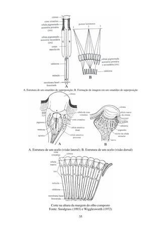 35
A. Estrutura de um omatídeo de superposição; B. Formação de imagem em um omatídeo de superposição
A. Estrutura de um ocelo (visão lateral); B. Estrutura de um ocelo (visão dorsal)
Corte na altura da margem do olho composto
Fonte: Snodgrass (1993) e Wigglesworth (1972)
 