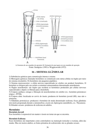 36
A. Estrutura de um omatídeo de aposição; B. Formação de uma iagem em um omatídeo de aposição
Fonte: Snodgrass (1993) e Wigglesworth (1972)
16 – SISTEMA GLÂNDULAR
1) Substâncias químicas para comunicação interna e externa
2) Mensagens químicas chamadas hormônios se comunicam com outras células ou órgãos por meio
do sistema circulatório. Os hormônios são pequenos peptídeos.
3) Sistema neurossecretor: a célula nervosa especializada no cérebro em produzir hormônios. O
hormônio se dirigem pelo seu axônio a estruturas armazenadoras denominadas neurohemais.
4) Órgãos neurohemais: são órgãos que recebem os hormônios produzidos por células nervosas
especializadas e depois os liberam para a hemolinfa.
5) Corpora cardíaca: estoque e liberação de neurohormônio do cérebro (ex.: hormônio protorácico
trópico - PTTH).
6) Corpora alata: localizada no cervix do inseto, produtora do hormônio juvenil (HJ), mas não o
armazena.
7) Glândulas protorácicas: produzem o hormônio de muda denominado ecdizona. Essas glândulas
tem morte programada durante a metamorfose, exceto em Apterygota (ametábolos, ex.: Thysanura).
8) Gônadas sexuais: produtoras de ecdizona em adultos.
Hormônios
Hormônio Juvenil
Esse hormônio é responsável em manter o inseto no instar em que se encontra.
Hormônio Ecdisona
Esses hormônios são importantes como controladores na maturação testicular e ovariana, além das
mudas. Mas em insetos adultos, as fontes primárias de ecdisteroides são as gônadas sexuais.
 