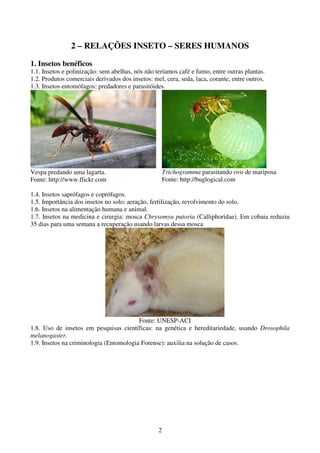 2
2 – RELAÇÕES INSETO – SERES HUMANOS
1. Insetos benéficos
1.1. Insetos e polinização: sem abelhas, nós não teríamos café e fumo, entre outras plantas.
1.2. Produtos comerciais derivados dos insetos: mel, cera, seda, laca, corante, entre outros.
1.3. Insetos entomófagos: predadores e parasitóides.
Vespa predando uma lagarta.
Fonte: http://www.flickr.com
Trichogramma parasitando ovo de mariposa
Fonte: http://buglogical.com
1.4. Insetos saprófagos e coprófagos.
1.5. Importância dos insetos no solo: aeração, fertilização, revolvimento do solo.
1.6. Insetos na alimentação humana e animal.
1.7. Insetos na medicina e cirurgia: mosca Chrysomya putoria (Calliphoridae). Em cobaia reduziu
35 dias para uma semana a recuperação usando larvas dessa mosca
Fonte: UNESP-ACI
1.8. Uso de insetos em pesquisas científicas: na genética e hereditariedade, usando Drosophila
melanogaster.
1.9. Insetos na criminologia (Entomologia Forense): auxilia na solução de casos.
 