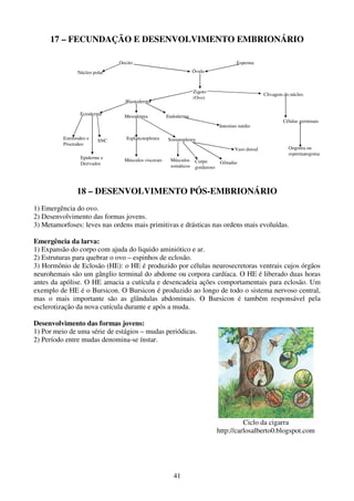 41
17 – FECUNDAÇÃO E DESENVOLVIMENTO EMBRIONÁRIO
18 – DESENVOLVIMENTO PÓS-EMBRIONÁRIO
1) Emergência do ovo.
2) Desenvolvimento das formas jovens.
3) Metamorfoses: leves nas ordens mais primitivas e drásticas nas ordens mais evoluídas.
Emergência da larva:
1) Expansão do corpo com ajuda do liquido aminiótico e ar.
2) Estruturas para quebrar o ovo – espinhos de eclosão.
3) Hormônio de Eclosão (HE): o HE é produzido por células neurosecretoras ventrais cujos órgãos
neurohemais são um gânglio terminal do abdome ou corpora cardíaca. O HE é liberado duas horas
antes da apólise. O HE amacia a cutícula e desencadeia ações comportamentais para eclosão. Um
exemplo de HE é o Bursicon. O Bursicon é produzido ao longo de todo o sistema nervoso central,
mas o mais importante são as glândulas abdominais. O Bursicon é também responsável pela
esclerotização da nova cutícula durante e após a muda.
Desenvolvimento das formas jovens:
1) Por meio de uma série de estágios – mudas periódicas.
2) Período entre mudas denomina-se ínstar.
Ciclo da cigarra
http://carlosalberto0.blogspot.com
Oocito Esperma
ÓvuloNúcleo polar
Zigoto
(Ovo)
Clivagem do núcleo
Células germinais
Oogonia ou
espermatogonia
Blastoderma
Ectoderma
Estomodeo e
Proctodeo
SNC
Epiderme e
Derivados
Mesoderma
Esplancnopleura
Músculos viscerais
Somatopleura
Músculos
somáticos
Corpo
gorduroso
Gônadas
Vaso dorsal
Endoderma
Intestino médio
 