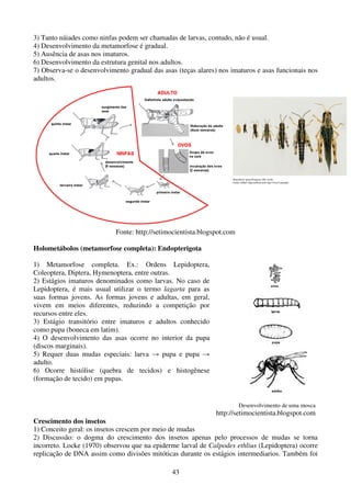 43
3) Tanto náiades como ninfas podem ser chamadas de larvas, contudo, não é usual.
4) Desenvolvimento da metamorfose é gradual.
5) Ausência de asas nos imaturos.
6) Desenvolvimento da estrutura genital nos adultos.
7) Observa-se o desenvolvimento gradual das asas (teças alares) nos imaturos e asas funcionais nos
adultos.
Fonte: http://setimocientista.blogspot.com
Holometábolos (metamorfose completa): Endopterigota
1) Metamorfose completa. Ex.: Ordens Lepidoptera,
Coleoptera, Diptera, Hymenoptera, entre outras.
2) Estágios imaturos denominados como larvas. No caso de
Lepidoptera, é mais usual utilizar o termo lagarta para as
suas formas jovens. As formas jovens e adultas, em geral,
vivem em meios diferentes, reduzindo a competição por
recursos entre eles.
3) Estágio transitório entre imaturos e adultos conhecido
como pupa (boneca em latim).
4) O desenvolvimento das asas ocorre no interior da pupa
(discos marginais).
5) Requer duas mudas especiais: larva → pupa e pupa →
adulto.
6) Ocorre histólise (quebra de tecidos) e histogênese
(formação de tecido) em pupas.
Desenvolvimento de uma mosca
http://setimocientista.blogspot.com
Crescimento dos insetos
1) Conceito geral: os insetos crescem por meio de mudas
2) Discussão: o dogma do crescimento dos insetos apenas pelo processos de mudas se torna
incorreto. Locke (1970) observou que na epiderme larval de Calpodes ethlius (Lepidoptera) ocorre
replicação de DNA assim como divisões mitóticas durante os estágios intermediarios. Também foi
 