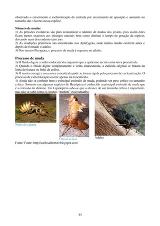 44
observado o crescimento e esclerotização da cutícula por crescimento de aposição e aumento no
tamanho das vísceras nessa espécie.
Número de mudas
1) As pressões evolutivas são para economizar o número de mudas nos jovens, pois assim estes
ficam menos expostos aos inimigos naturais bem como diminui o tempo de geração da espécie,
deixando mais descendentes por ano.
2) As condições primitivas são encontradas nos Apterygota, onde muitas mudas ocorrem antes e
depois de formado o adulto.
3) Nos insetos Pterygota, o processo de muda é supresso no adulto.
Processo de muda
1) O fluido digere a velha endocutícula enquanto que a epiderme secreta uma nova procutícula.
2) Quando o fluido digere completamente a velha endocutícula, a cutícula original se fratura na
linha de fratura ou linha de ecdise.
3) O inseto emerge e uma nova exocutícula pode se tornar rígida pelo processo de esclerotização. O
processo de esclerotização ocorre apenas na exocutícula.
4) Ainda não se conhece bem o principal estímulo de muda, podendo ser peso crítico ou tamanho
crítico. Somente em algumas espécies de Hemíptera é conhecido o principal estímulo de muda que
é a extensão do abdome. Em Lepidoptera sabe-se que o alcance de um tamanho crítico é importante,
mas não se sabe como os insetos “medem” esse tamanho.
Ninfa de cigarra
Última ecdise Adulto
Fonte: Fonte: http://carlosalberto0.blogspot.com
 