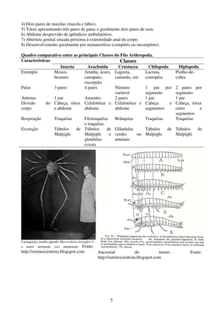 5
4) Dois pares de maxilas (maxila e lábio).
5) Tórax apresentando três pares de patas e geralmente dois pares de asas.
6) Abdome desprovido de apêndices ambulatórios.
7) Abertura genital situada próxima à extremidade anal do corpo.
8) Desenvolvimento geralmente por metamorfose (completo ou incompleto).
Quadro comparativo entre as principais Classes do Filo Arthropoda.
Características Classes
Insecta Arachnida Crustacea Chilopoda Diplopoda
Exemplo Mosca,
besouro
Aranha, ácaro,
carrapato,
escorpião
Lagosta,
camarão, siri
Lacraia,
centopéia
Piolho-de-
cobra
Patas 3 pares 4 pares Número
variável
1 par por
segmento
2 pares por
segmento
Antenas 1 par Ausentes 2 pares 1 par 1 par
Divisão do
corpo
Cabeça, tórax
e abdome
Cefalotórax e
abdome
Cefalotórax e
abdome
Cabeça e
segmentos
Cabeça, tórax
curto e
segmentos
Respiração Traquéias Filotraquéias
e traquéias
Brânquias Traquéias Traquéias
Excreção Túbulos de
Malpighi
Túbulos de
Malpighi e
glandulas
coxais
Glândulas
verdes ou
antenais
Túbulos de
Malpighi
Túbulos de
Malpighi
Carangueijo aranha japonês Macrocheira kaenpferi é
o maior artrópoda vivo atualmente. Fonte:
http://setimocientista.blogspot.com Ancestral do inseto. Fonte:
http://setimocientista.blogspot.com
 