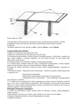 7
Fonte: Gallo et al. 2002
7) Composição de dentro para fora: epiderme (celular), membrana basal (acelular) e cutícula.
8) Epiderme secreta a pró-cutícula, que sofrerá esclerotização, dando origem à cutícula.
9) Cutícula.
10) Região superior do corpo designa-se noto, a inferior esterno e a lateral pleura.
Características da cutícula:
1) Difere em estrutura de uma espécie para outra.
2) Difere em características de uma parte para outra do inseto.
3) Formada por polissacarídeos e quitina (açúcar N-acetilglucosamina - (C8H13O5N)n, insolúvel em
água, ácidos diluídos e solventes orgânicos) em uma matriz protéica. É uma amida entre
glicosamina e ácido acético.
4) Camada acelular (ou de Schmidt), complexa, secretada pela epiderme.
5) A cutícula forma: Camada externa do corpo e invaginações (endoesqueleto), sistema traqueal,
partes do canal alimentar, partes do sistema reprodutor, algumas glândulas.
6) Função da cutícula: determina a forma do inseto, relativa impermeabilidade e ligamento de
músculos.
7) Divisão da cutícula: * Epicutícula (não esclerotizada) – ausência de quitina, camada lipoprotéica
e camada de cera.
* Exocutícula (esclerotizada)
* Mesocutícula (parcialmente esclerotizada, em geral ausente).
..* Endocutícula (não esclerotizada) – forma membranas intersegmentares
que conectam os escleritos.
** A camada de cera da epicutícula é muito importante para insetos terrestres limitando a perda de
água. A exo, meso e endocutícula são permeáveis. Mais importante à preservação de água quanto
menor for o inseto (relação superfície/volume). Insetos com ausência de camada de cera vivem em
ambientes aquáticos ou de alta umidade.
Principais formações cuticulares:
1) Cerdas ou macrotríquias (origem celular): pelos de cobertura, escamas, cerdas glandulares,
cerdas sensoriais.
2) Microtríquias: pelos fixos ou acúleos, sendo acelulares, tais como as asas de díptero.
3) Esporas (origem multicelular): ocorrem frequentemente em patas.
4) Espinhos (acelular).
 