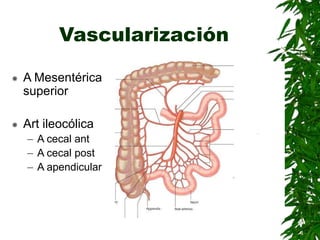 Vascularización
 A Mesentérica
superior
 Art ileocólica
– A cecal ant
– A cecal post
– A apendicular
 