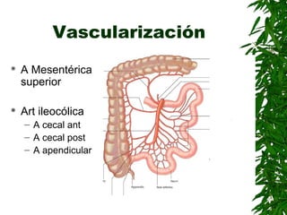 Vascularización
 A Mesentérica
superior
 Art ileocólica
– A cecal ant
– A cecal post
– A apendicular
 