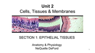 1
Unit 2
Cells, Tissues & Membranes
SECTION 1: EPITHELIAL TISSUES
Anatomy & Physiology
NeQuelle DeFord
 
