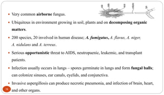16
 Very common airborne fungus.
 Ubiquitous in environment growing in soil, plants and on decomposing organic
matters.
 200 species, 20 involved in human disease; A. fumigatus, A. flavus, A. niger,
A. nidulans and A. terreus.
 Serious opportunistic threat to AIDS, neutropaenic, leukemic, and transplant
patients.
 Infection usually occurs in lungs – spores germinate in lungs and form fungal balls;
can colonize sinuses, ear canals, eyelids, and conjunctiva.
 Invasive aspergillosis can produce necrotic pneumonia, and infection of brain, heart,
and other organs.
 